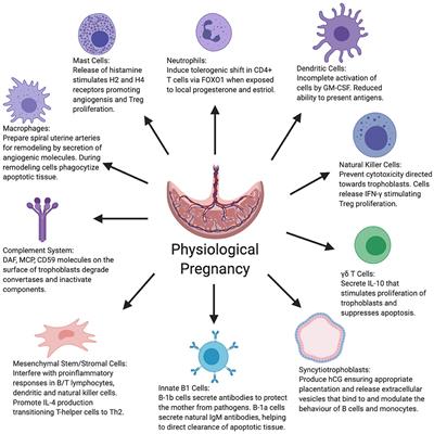 Mechanisms of Key Innate Immune Cells in Early- and Late-Onset Preeclampsia